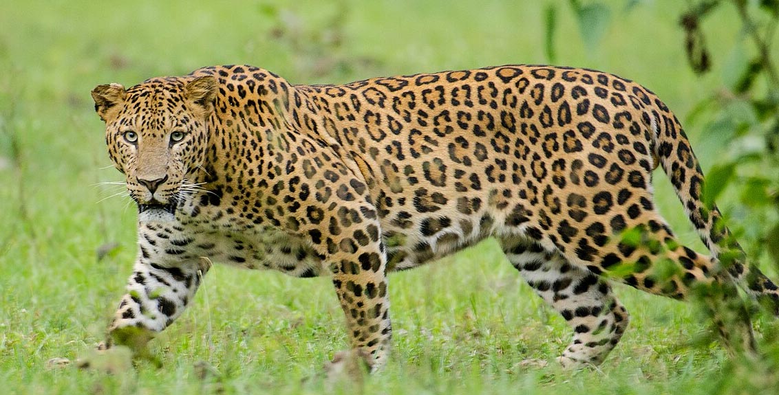 वन्यप्राण्यांच्या हल्ल्यांमुळे पीडित शेतकऱ्यांचे राष्ट्रीय अधिवेशन पुण्यात